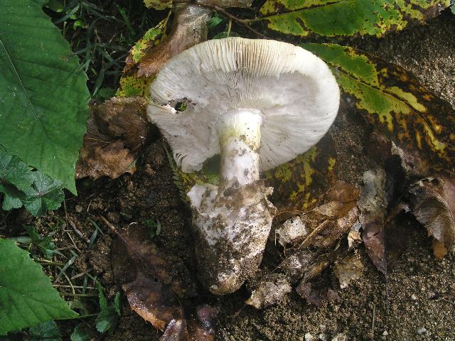 A. caesarea var. alba